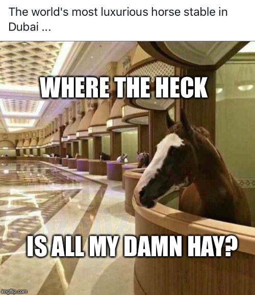 He’s not horsing around! | WHERE THE HECK; IS ALL MY DAMN HAY? | image tagged in horses,funny memes | made w/ Imgflip meme maker