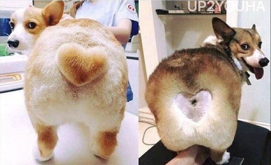 High Quality heart shaved into dog butt Blank Meme Template