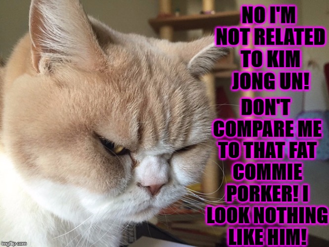 NO I'M NOT RELATED TO KIM JONG UN! DON'T COMPARE ME TO THAT FAT COMMIE PORKER! I LOOK NOTHING LIKE HIM! | image tagged in kim jong un cat | made w/ Imgflip meme maker