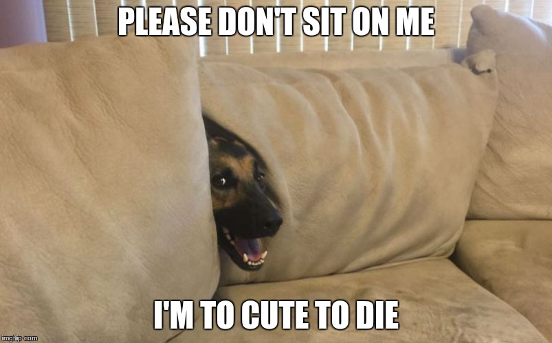 TOO CUTE TO DIE | PLEASE DON'T SIT ON ME; I'M TO CUTE TO DIE | image tagged in donald trump | made w/ Imgflip meme maker