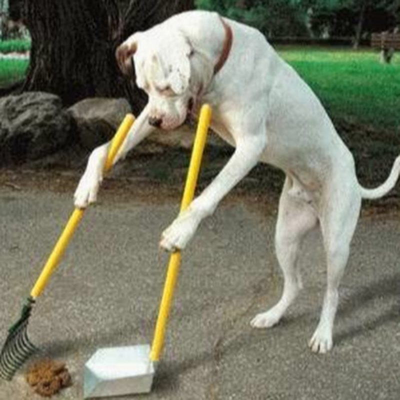High Quality dog cleaning shit Blank Meme Template