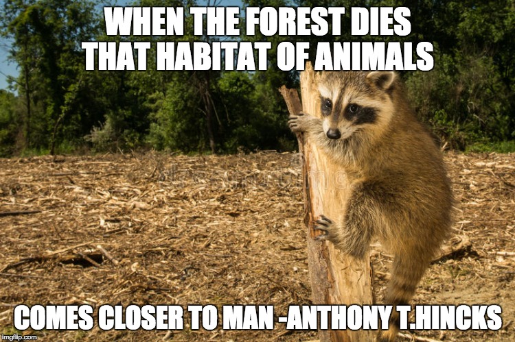 WHEN THE FOREST DIES THAT HABITAT OF ANIMALS; COMES CLOSER TO MAN
-ANTHONY T.HINCKS | image tagged in nothing | made w/ Imgflip meme maker