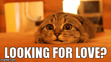LOOKING FOR LOVE? | image tagged in gifs | made w/ Imgflip video-to-gif maker