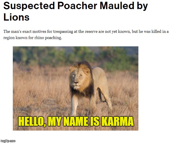 When the hunter becomes the hunted... | HELLO, MY NAME IS KARMA | image tagged in poaching,lions,lion | made w/ Imgflip meme maker
