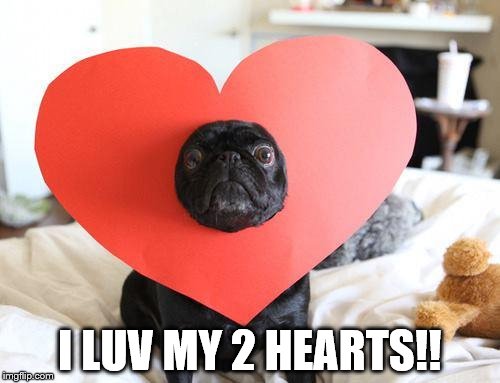 Love pug | I LUV MY 2 HEARTS!! | image tagged in love pug | made w/ Imgflip meme maker