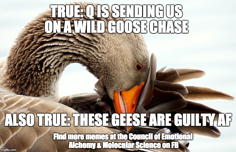 Q Wild Goose Chase | TRUE: Q IS SENDING US ON A WILD GOOSE CHASE; ALSO TRUE: THESE GEESE ARE GUILTY AF; Find more memes at the Council of Emotional Alchemy & Molecular Science on FB | image tagged in qanon,goose chase,quotes | made w/ Imgflip meme maker