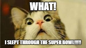 Funny animals |  WHAT! I SLEPT THROUGH THE SUPER BOWL!!!!! | image tagged in funny animals | made w/ Imgflip meme maker