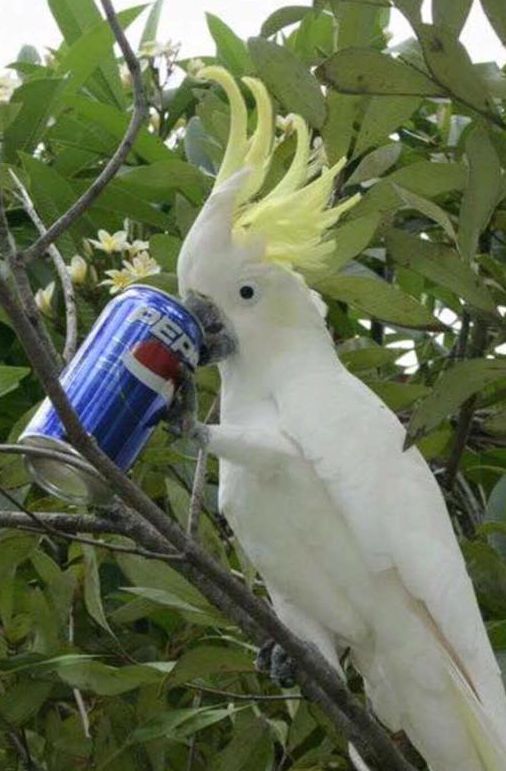 High Quality bepis Blank Meme Template