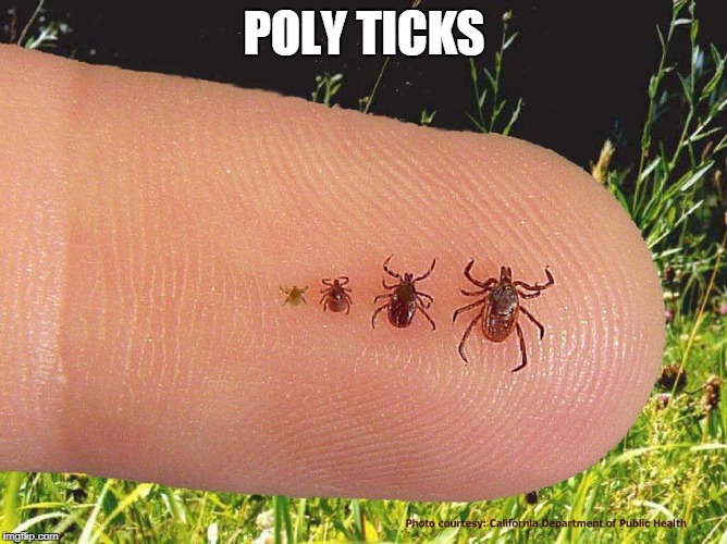 POLY TICKS | made w/ Imgflip meme maker