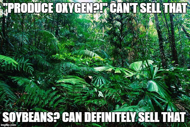 tropical_ rainforest | "PRODUCE OXYGEN?!" CAN'T SELL THAT; SOYBEANS? CAN DEFINITELY SELL THAT | image tagged in tropical_ rainforest | made w/ Imgflip meme maker