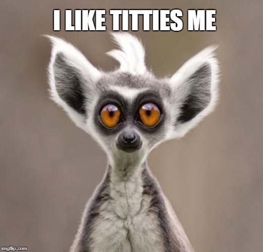 Wide eyed lemur likes | I LIKE TITTIES ME | image tagged in i like titties me,wide eyed lemur,i like me | made w/ Imgflip meme maker
