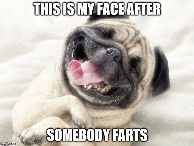 Funny pug | THIS IS MY FACE AFTER; SOMEBODY FARTS | image tagged in funny pug | made w/ Imgflip meme maker