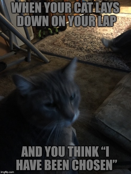 Cat Affection Imgflip