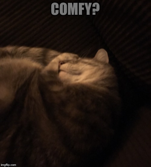 Cats Are Interesting Creatures  | COMFY? | image tagged in cats,interesting,comfort | made w/ Imgflip meme maker