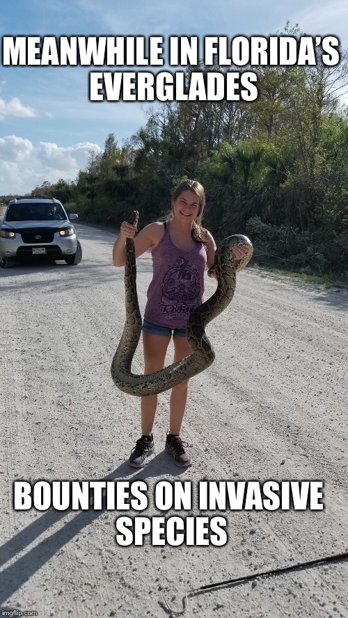 Invasive species | MEANWHILE IN FLORIDA’S EVERGLADES; BOUNTIES ON INVASIVE SPECIES | image tagged in meanwhile in florida,everglades,local girls,memes | made w/ Imgflip meme maker