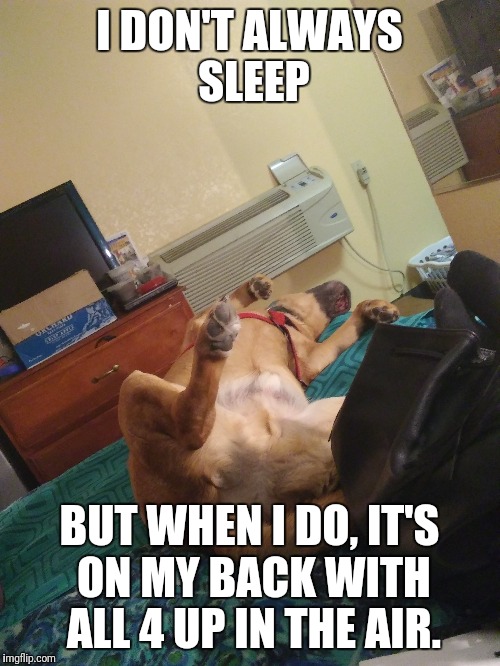 My Dog | I DON'T ALWAYS SLEEP; BUT WHEN I DO, IT'S ON MY BACK WITH ALL 4 UP IN THE AIR. | image tagged in dogs,funny memes | made w/ Imgflip meme maker