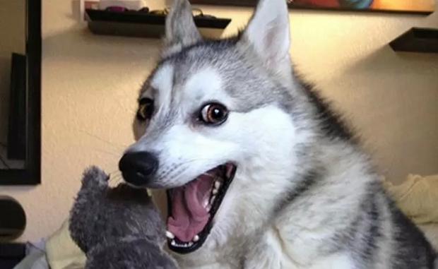 Smiling dog Blank Meme Template