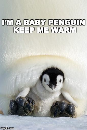 I'M A BABY PENGUIN KEEP ME WARM | made w/ Imgflip meme maker