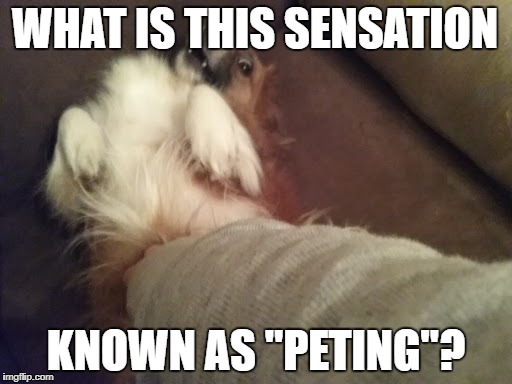 WHAT IS THIS SENSATION; KNOWN AS "PETING"? | image tagged in pet pet | made w/ Imgflip meme maker