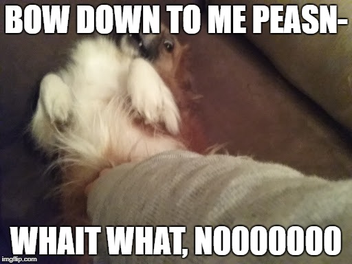 BOW DOWN TO ME PEASN-; WHAIT WHAT, N0000000 | image tagged in bork | made w/ Imgflip meme maker