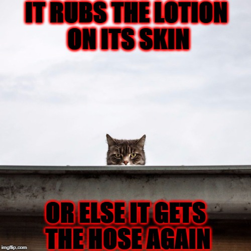 IT RUBS THE LOTION ON ITS SKIN; OR ELSE IT GETS THE HOSE AGAIN | image tagged in killer kitty | made w/ Imgflip meme maker