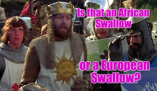 Is that an African Swallow or a European Swallow? | made w/ Imgflip meme maker