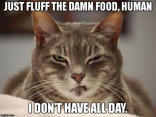 DivaCat |  JUST FLUFF THE DAMN FOOD, HUMAN; I DON'T HAVE ALL DAY. | image tagged in diva,cat,foodfluffer,servant | made w/ Imgflip meme maker