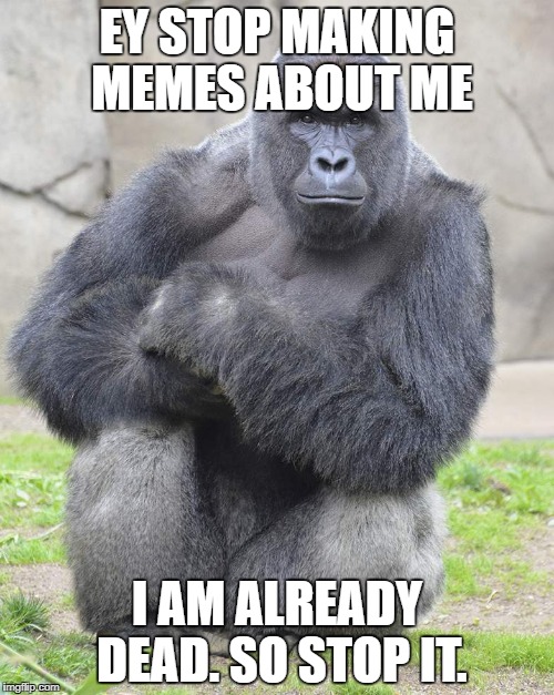 Harambe | EY STOP MAKING MEMES ABOUT ME; I AM ALREADY DEAD. SO STOP IT. | image tagged in harambe | made w/ Imgflip meme maker