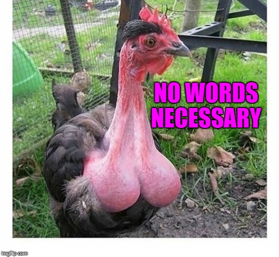 no words necessary | NO WORDS NECESSARY | image tagged in chicken | made w/ Imgflip meme maker