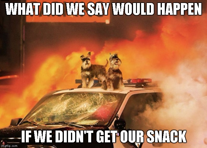 WHAT DID WE SAY WOULD HAPPEN; IF WE DIDN'T GET OUR SNACK | image tagged in dogs | made w/ Imgflip meme maker