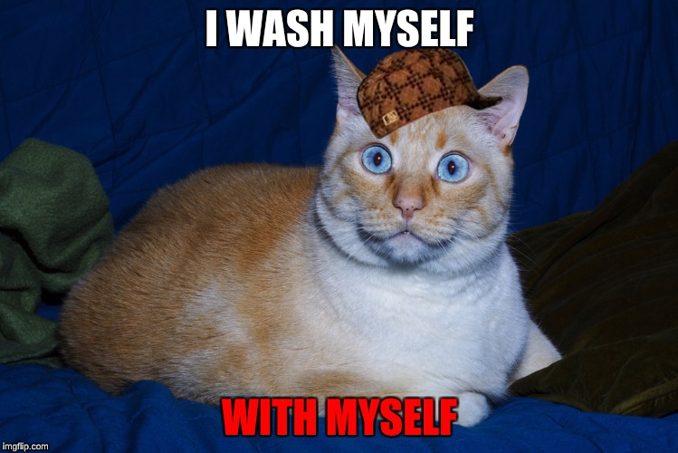 WASH CAT | I WASH MYSELF; WITH MYSELF | image tagged in cat | made w/ Imgflip meme maker