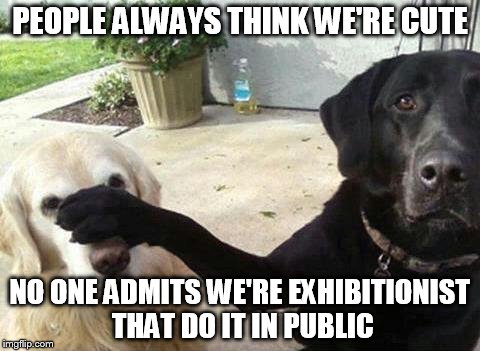 Dogs | PEOPLE ALWAYS THINK WE'RE CUTE; NO ONE ADMITS WE'RE EXHIBITIONIST THAT DO IT IN PUBLIC | image tagged in dogs | made w/ Imgflip meme maker