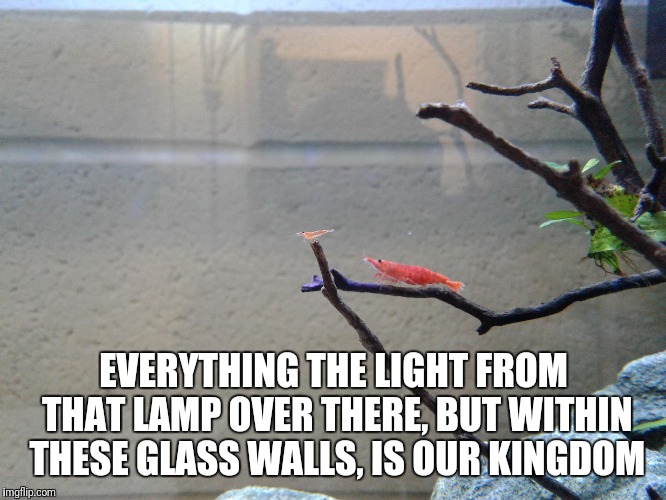 EVERYTHING THE LIGHT FROM THAT LAMP OVER THERE, BUT WITHIN THESE GLASS WALLS, IS OUR KINGDOM | made w/ Imgflip meme maker