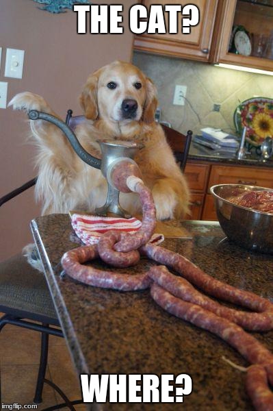 dog sausages | THE CAT? WHERE? | image tagged in dog sausages | made w/ Imgflip meme maker