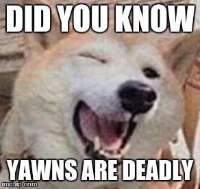 Doggo | DID YOU KNOW; YAWNS ARE DEADLY | image tagged in doggo | made w/ Imgflip meme maker