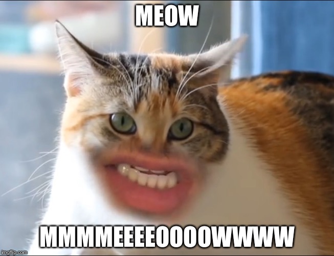MEOW Cat | MEOW; MMMMEEEEOOOOWWWW | image tagged in meow cat | made w/ Imgflip meme maker