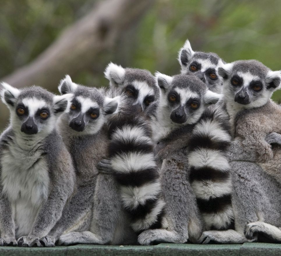 Pile of Lemurs Blank Meme Template