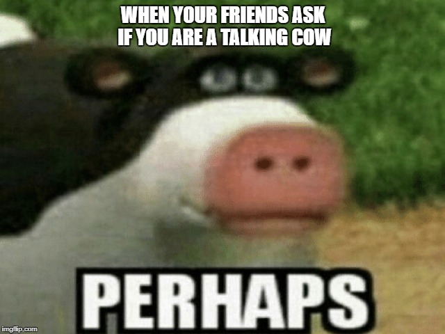 Perhaps | WHEN YOUR FRIENDS ASK IF YOU ARE A TALKING COW | image tagged in meme,cow | made w/ Imgflip meme maker