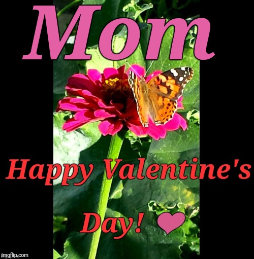 M❤M | Mom | image tagged in jeff's garden zinnia butterfly,mom,i love you,valentine's day | made w/ Imgflip meme maker