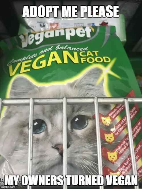 ADOPT ME PLEASE; MY OWNERS TURNED VEGAN | image tagged in sad cat | made w/ Imgflip meme maker