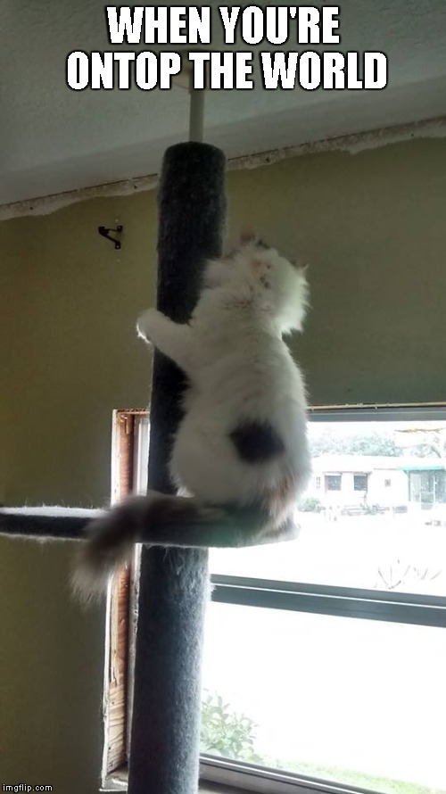 Queen Little Bit climbing | WHEN YOU'RE ONTOP THE WORLD | image tagged in cats,dwarf cat,funny,kitty | made w/ Imgflip meme maker