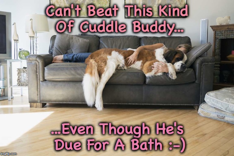 Cuddle Buddies :-) | Can't Beat This Kind Of Cuddle Buddy... ...Even Though He's Due For A Bath :-) | image tagged in st bernard | made w/ Imgflip meme maker