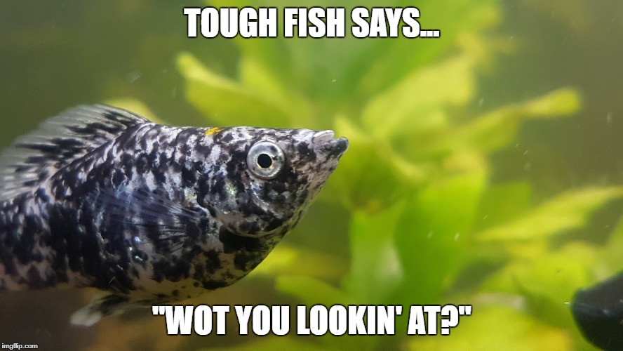 Tough Fish | TOUGH FISH SAYS... "WOT YOU LOOKIN' AT?" | image tagged in fish,tough | made w/ Imgflip meme maker