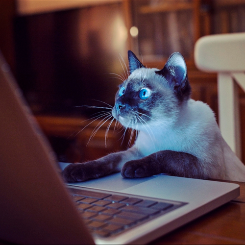 High Quality laptop-cat Blank Meme Template