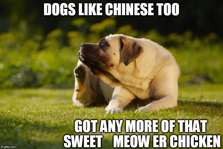 DOGS LIKE CHINESE TOO GOT ANY MORE OF THAT SWEET    MEOW ER CHICKEN | made w/ Imgflip meme maker