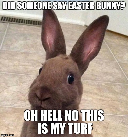 Really? Rabbit | DID SOMEONE SAY EASTER BUNNY? OH HELL NO THIS IS MY TURF | image tagged in really rabbit | made w/ Imgflip meme maker