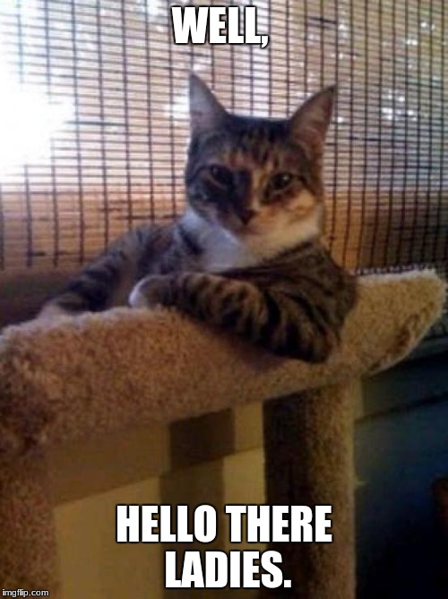 cats | WELL, HELLO THERE LADIES. | image tagged in cats | made w/ Imgflip meme maker