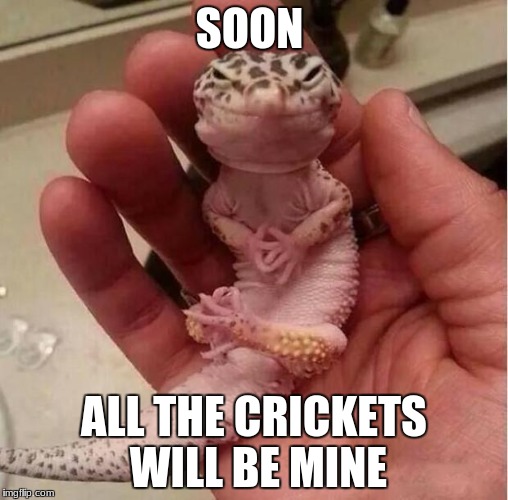 Evil Lizard | SOON; ALL THE CRICKETS WILL BE MINE | image tagged in evil lizard | made w/ Imgflip meme maker