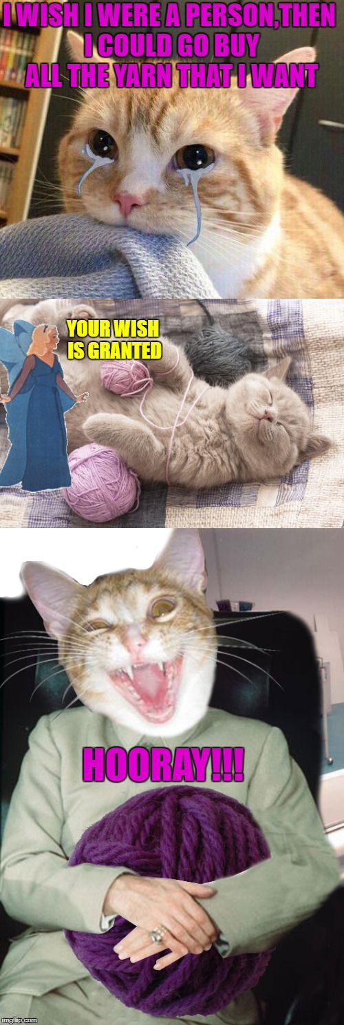 A Cat Fairy-Tale Week Submission | I WISH I WERE A PERSON,THEN I COULD GO BUY ALL THE YARN THAT I WANT; YOUR WISH IS GRANTED; HOORAY!!! | image tagged in funny memes,cats,fairy tale week | made w/ Imgflip meme maker