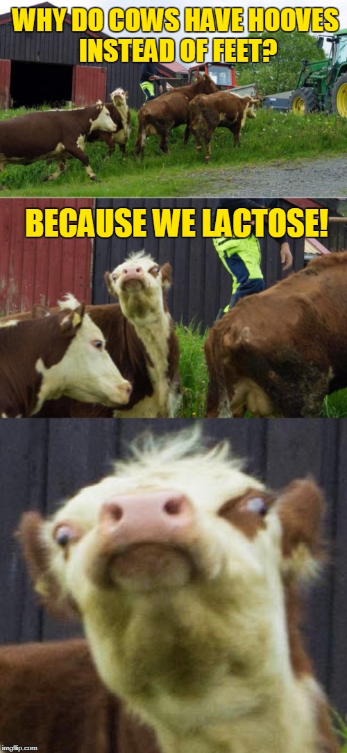Bad pun cow  | WHY DO COWS HAVE HOOVES INSTEAD OF FEET? BECAUSE WE LACTOSE! | image tagged in bad pun cow,lactose intolerant,got milk,cows,memes,milk | made w/ Imgflip meme maker